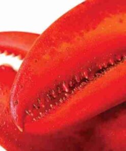 15 lb – 20 lb Live Canadian Lobster