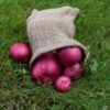 Maine Grown Red Potatoes – 1 lb