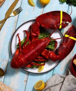 3 lb Live Maine Lobster